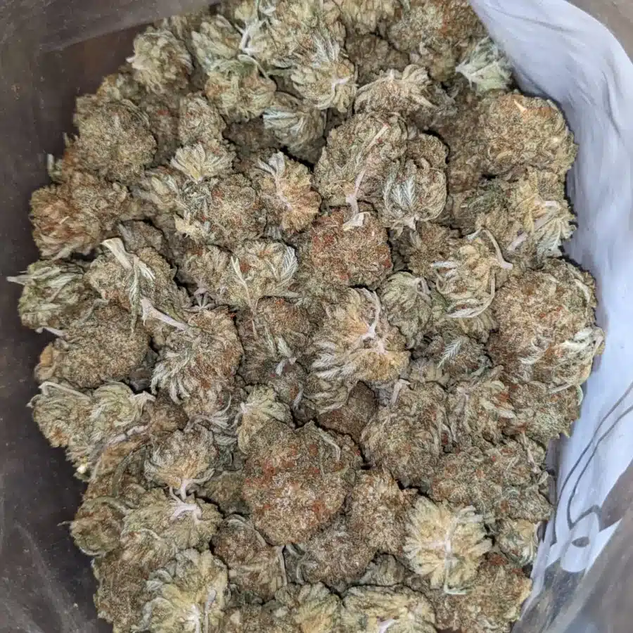 Jetfuel - *Deal Of The Day*