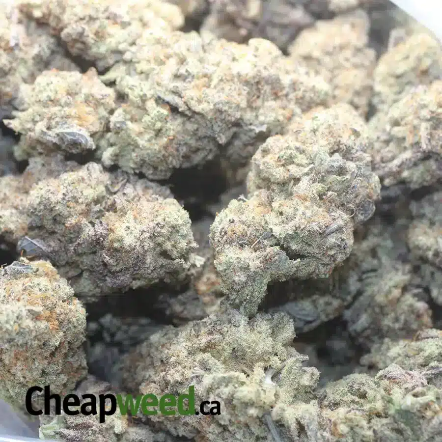 LAVENDER KUSH CAKE 3 1 I Lavender Kush Cake