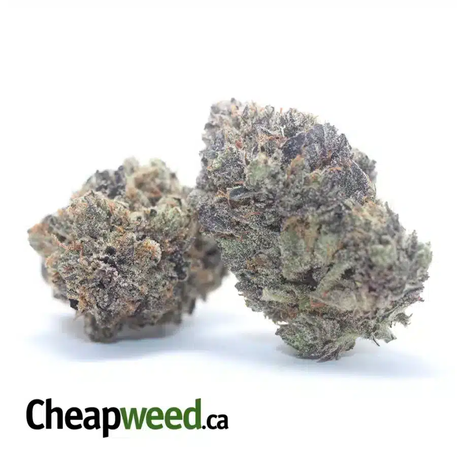Alternative view of Purple Tuna