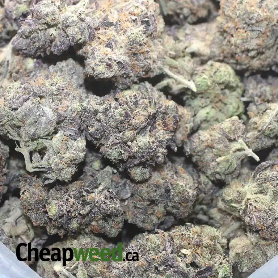 PURPLE TUNA 2 I Purple Tuna