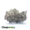 Purple Tuna