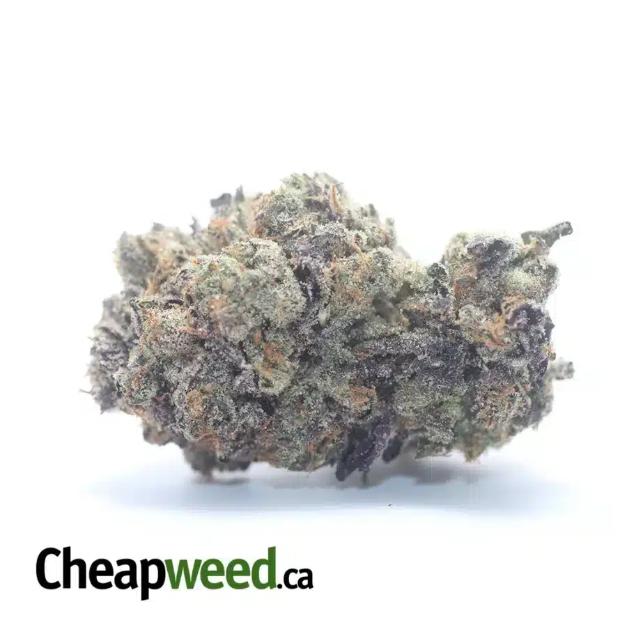 Purple Tuna