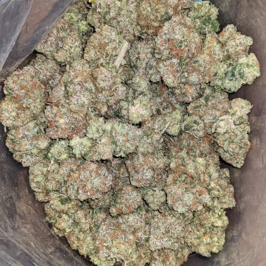 Pink Bubba 2 I Pink Bubba
