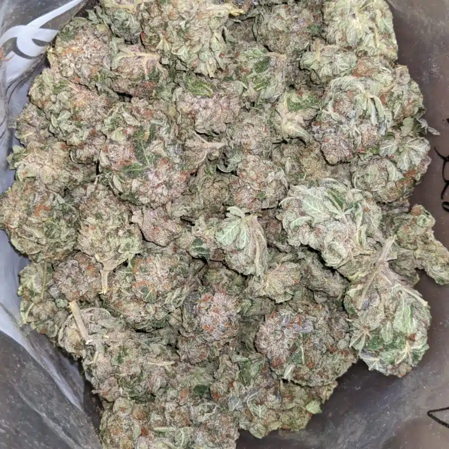 Pink Kush Deal of the Day 1 1 I Pink Kush - *Deal Of The Day*