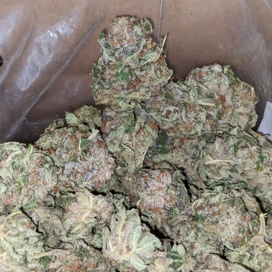 Pink Kush Deal of the Day 4 I Pink Kush - *Deal Of The Day*