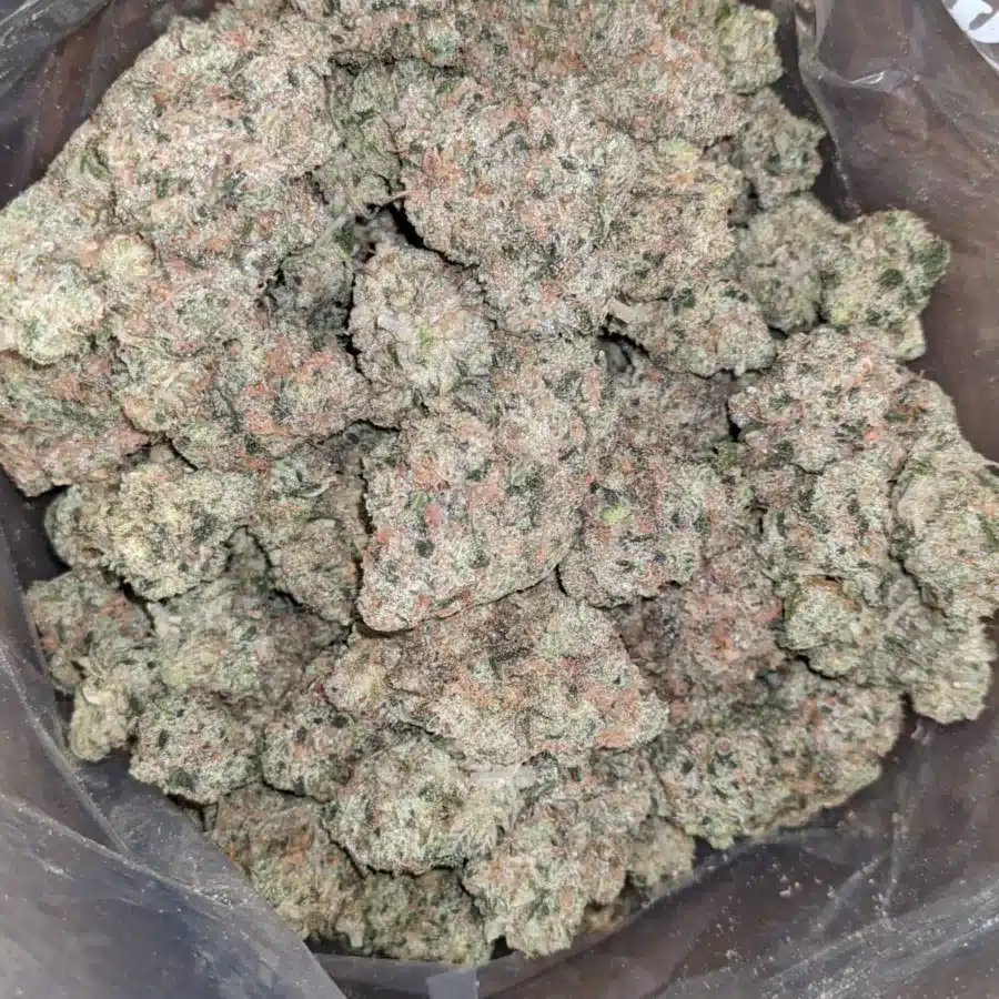 Pink guava 1 I Pink Guava