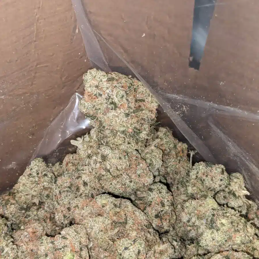 Pink guava 3 I Pink Guava