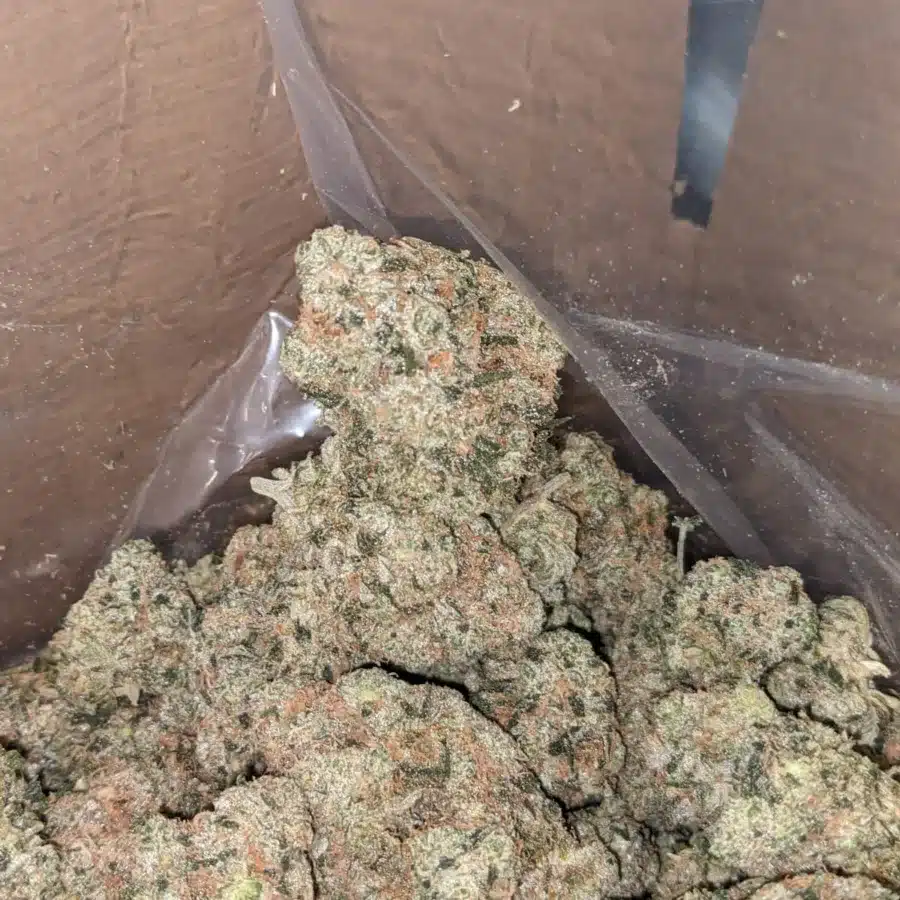 Pink guava 4 I Pink Guava