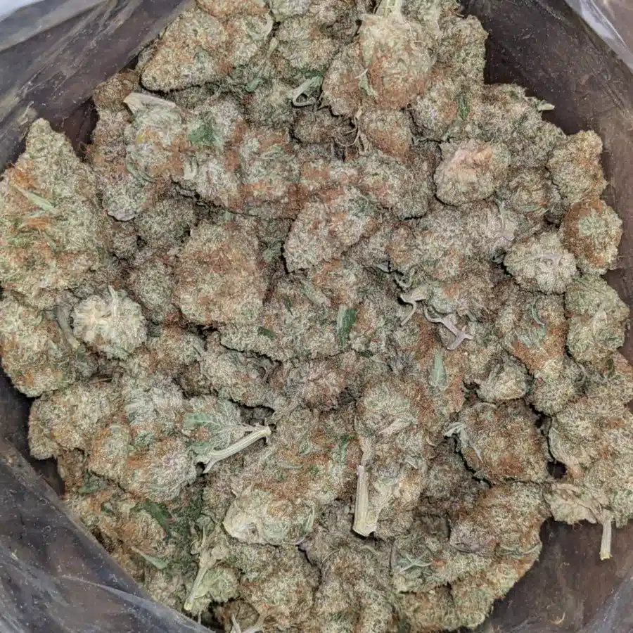 Rainbow Sherbert