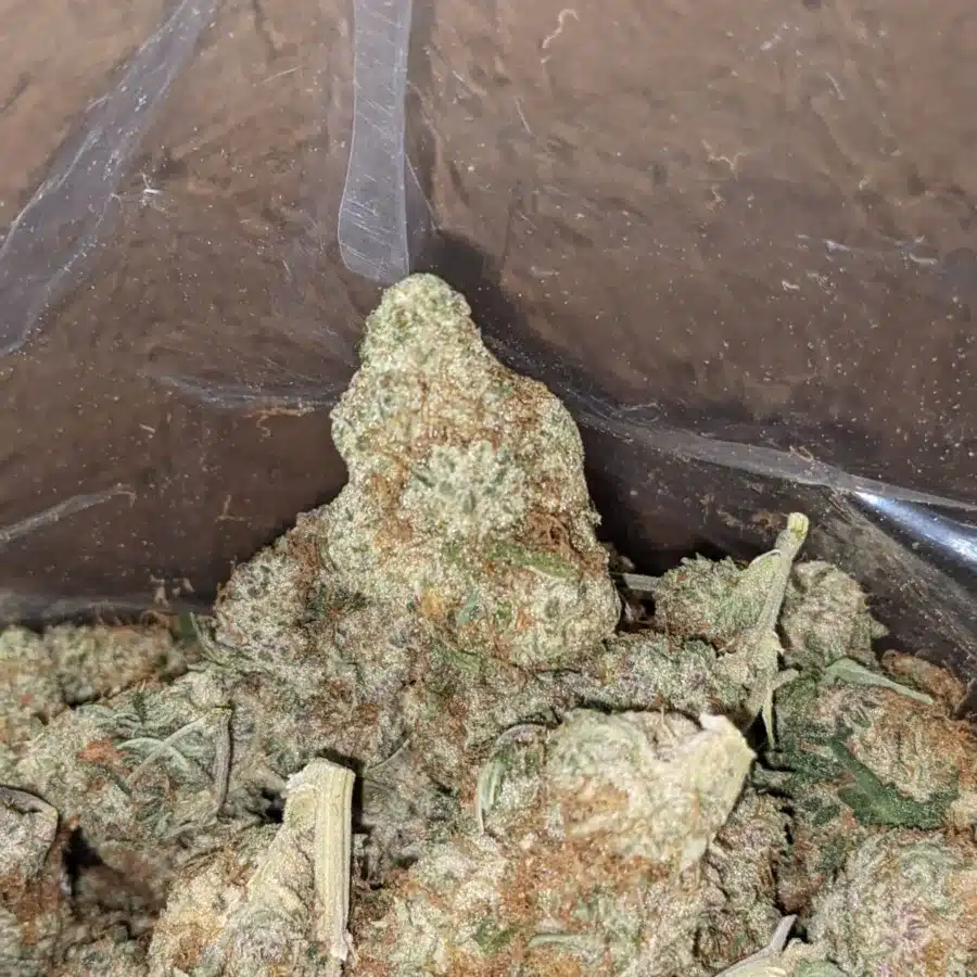 Alternative view of Rainbow Sherbert