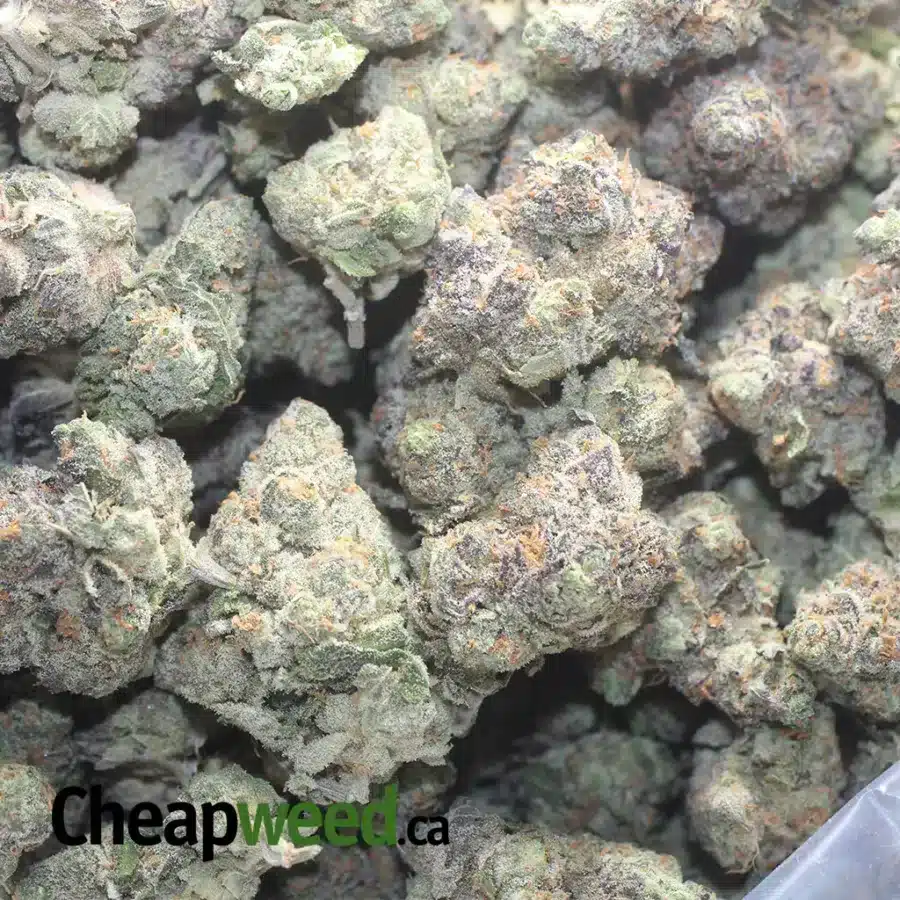 TROPICAL BERRY BLAST 3 I $57oz Tropical Berry Blast