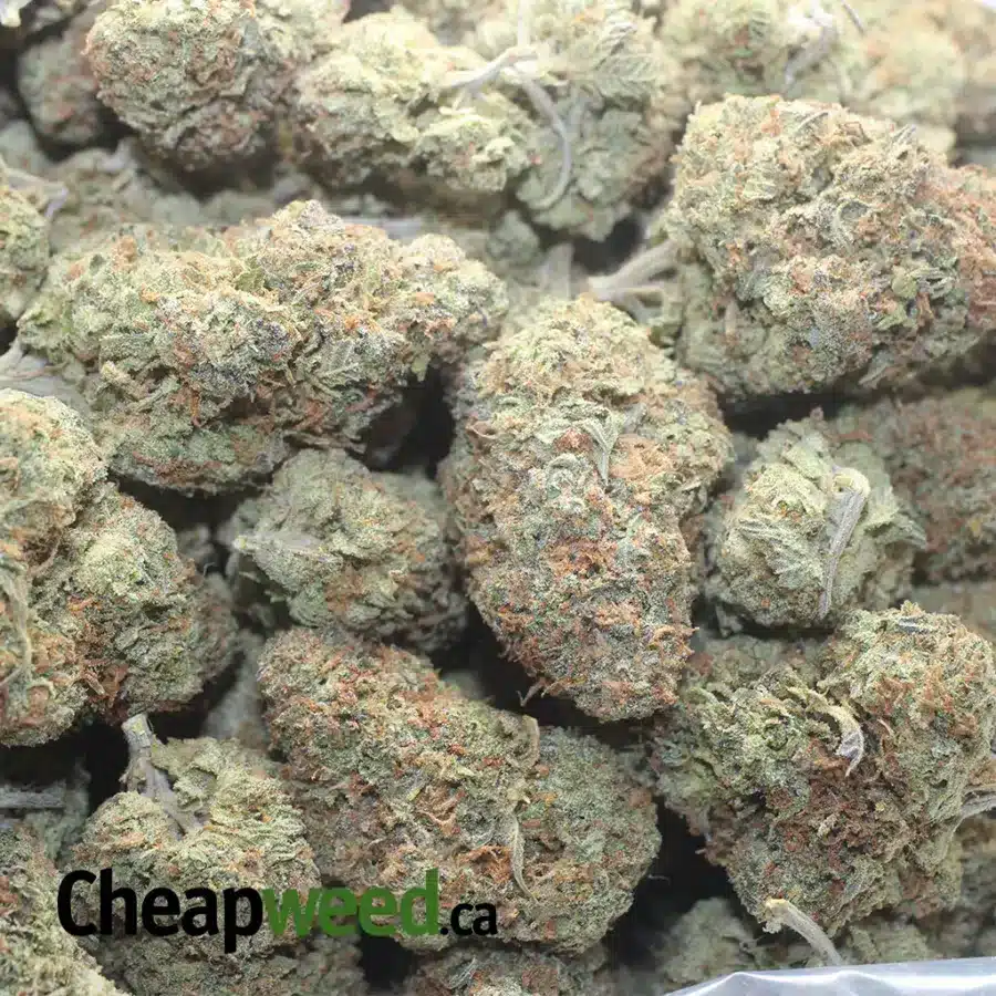 AGENT ORANGE 1 I Agent Orange