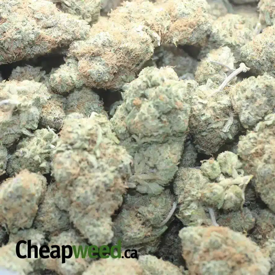 BERRY BOMB 1 I Berry Bomb