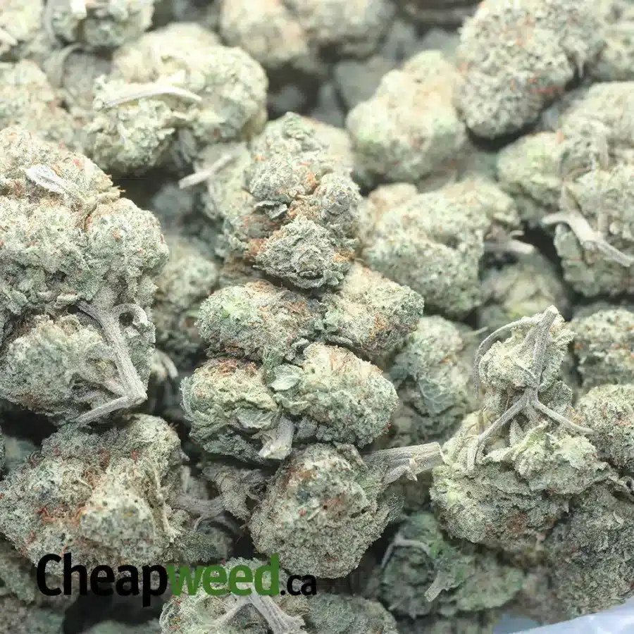 BOSTON CREAM 1 I $ 50 Oz - Boston Cream