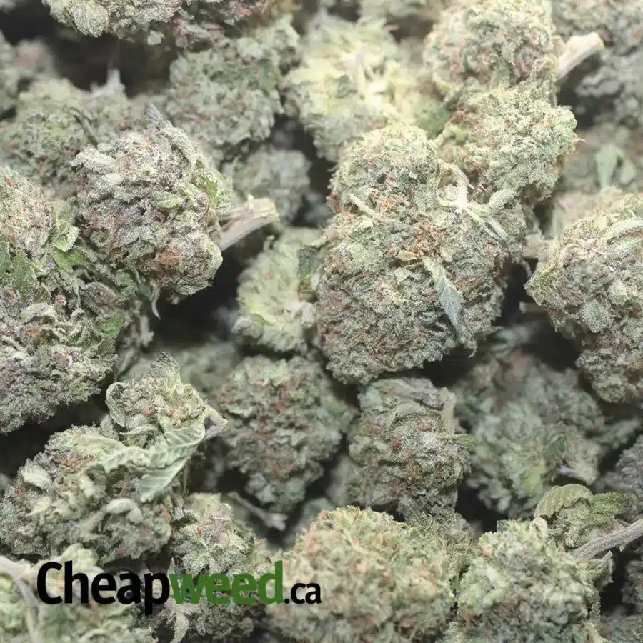 BUBBA WRECK 1 I Bubba Wreck