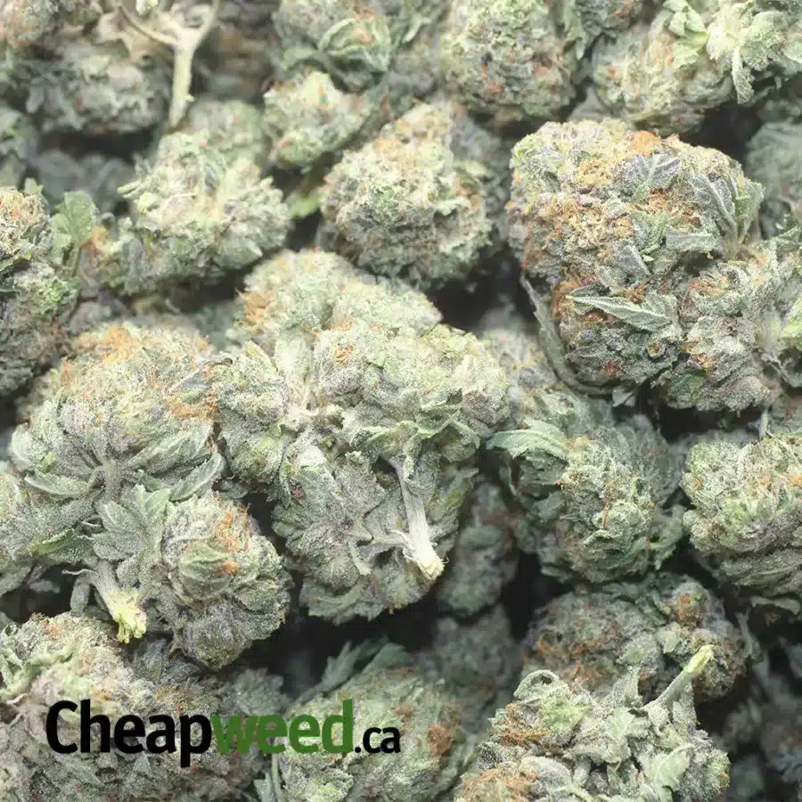 COMATOSE 1 I $ 65 Oz - Comatose