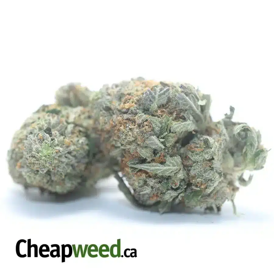 COMATOSE 3 I $ 65 Oz - Comatose