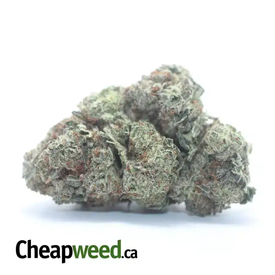 Donkey Breath