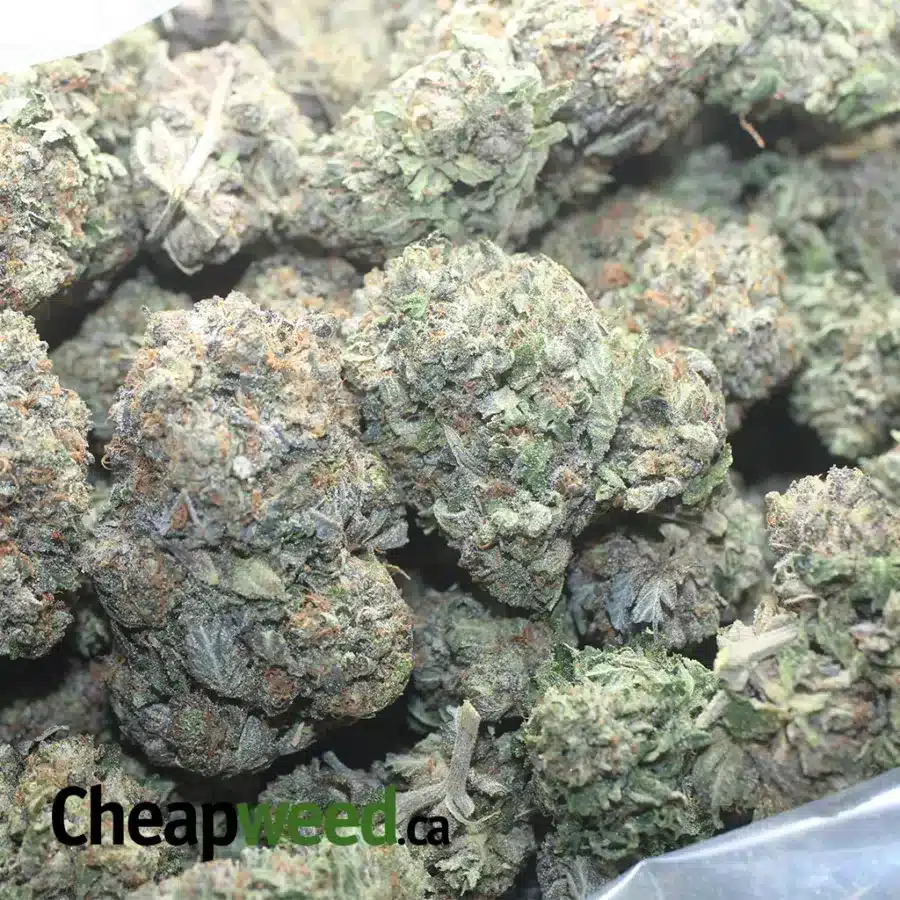EL CHAPO 1 I El Chapo