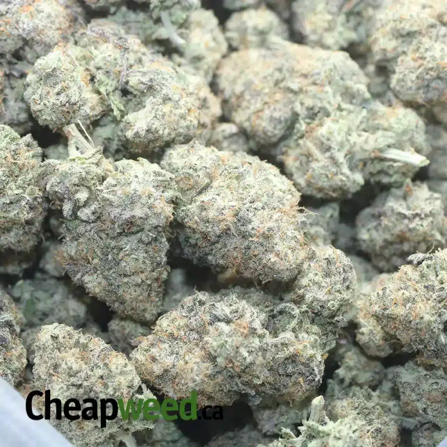 GMO COOKIES 1 I GMO Cookies