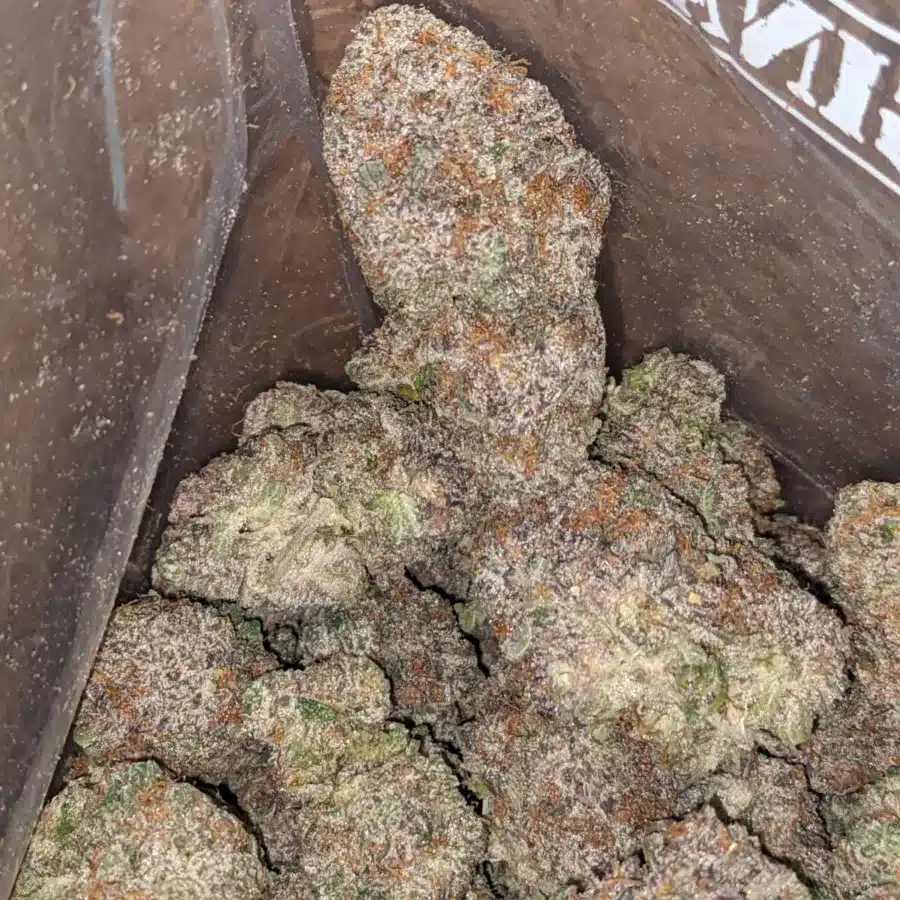 GRAND DADDY PURPLE 4 I Granddaddy Purple