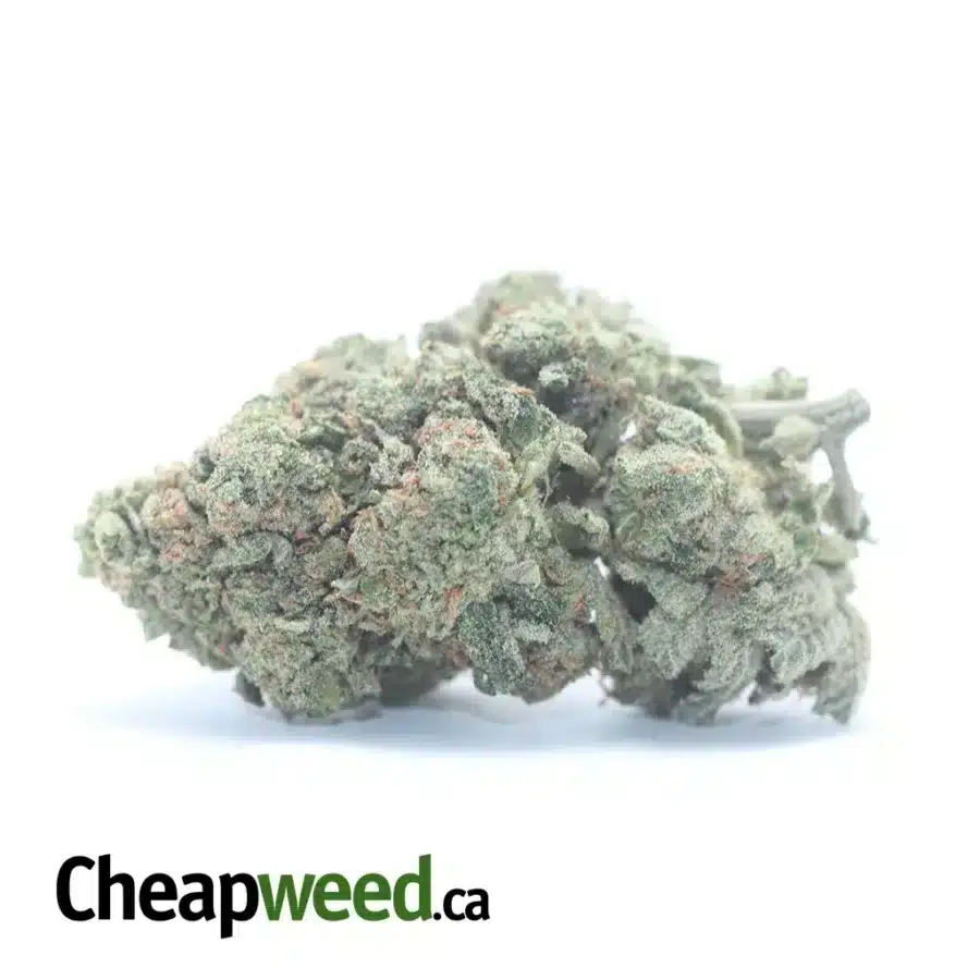 Great White Shark