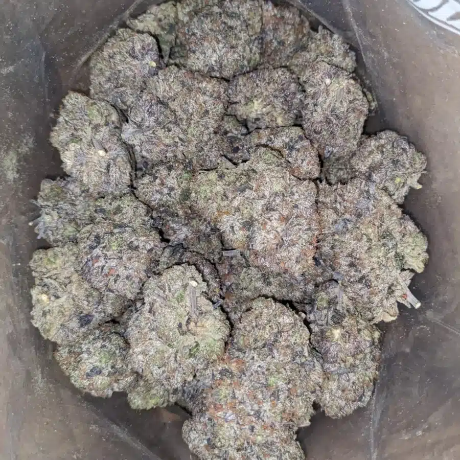 Gucci Pink