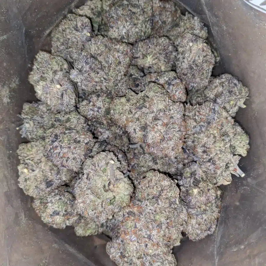 Alternative view of Gucci Pink