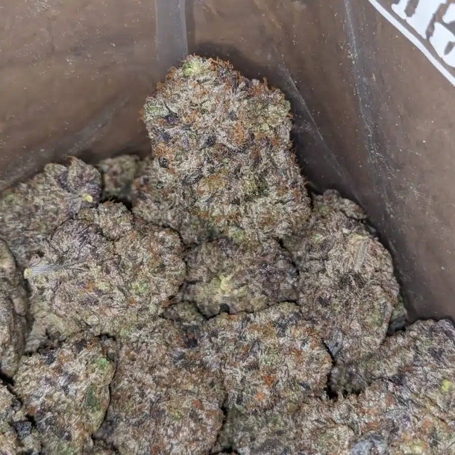 GUCCI PINK 4 I Gucci Pink