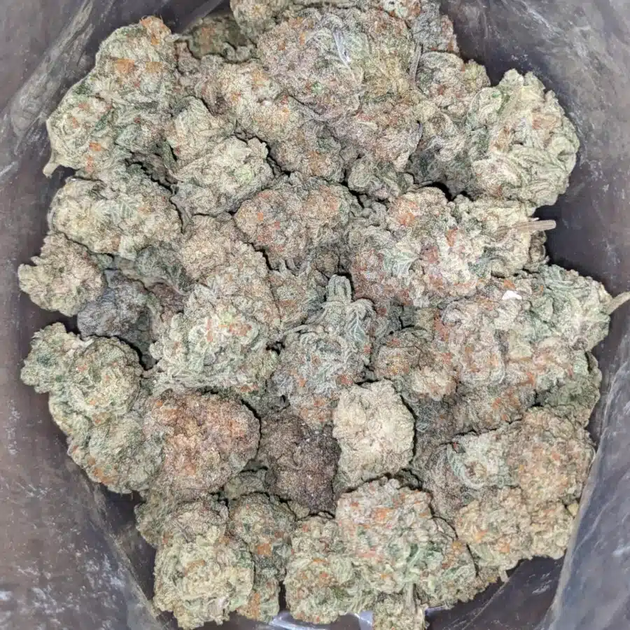 Alternative view of Garlic Breath