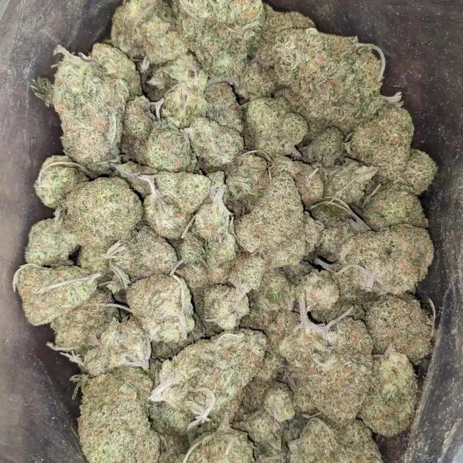 Girl scout cookies 1 1 I Girl Scout Cookies