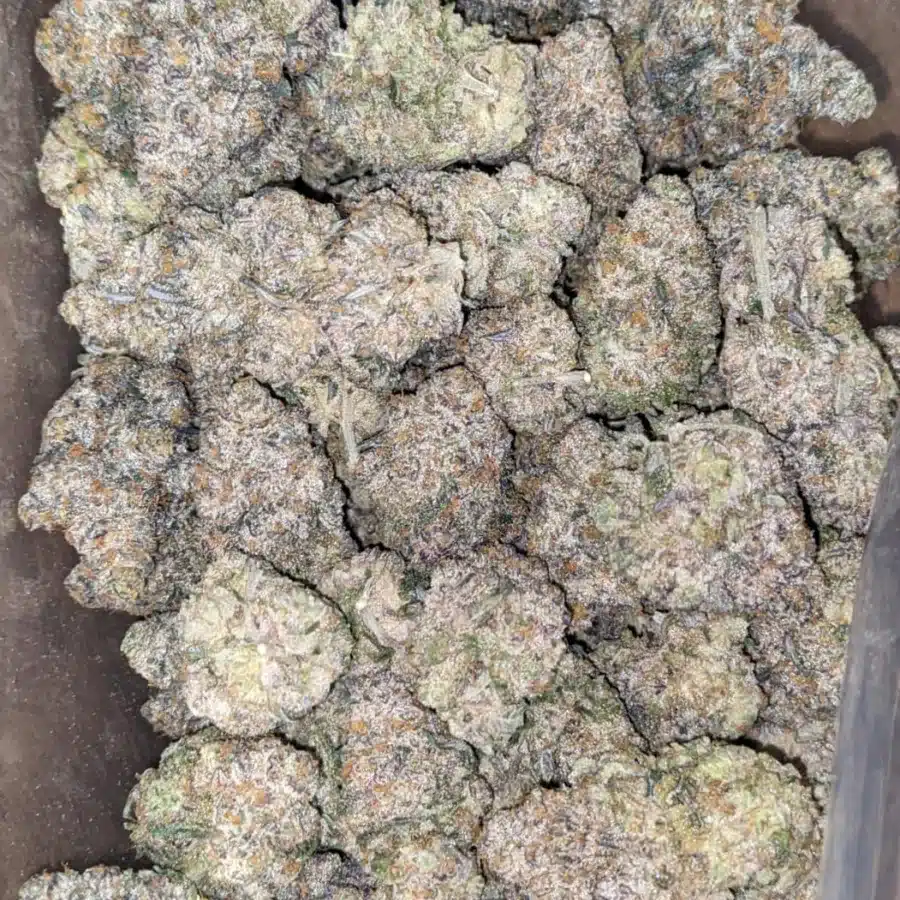 Gobstopper 4 I Gobstopper