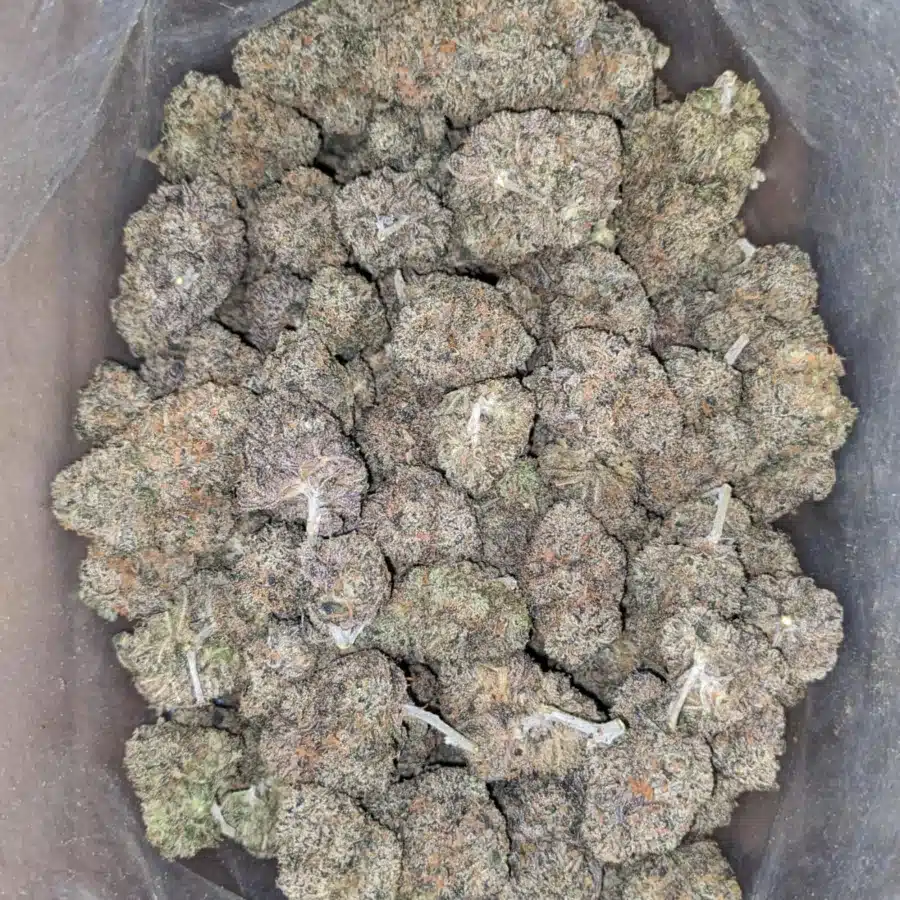 Granddaddy Purple