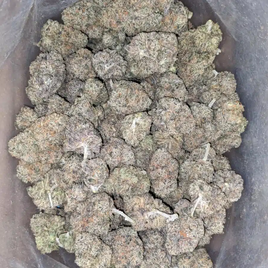 Alternative view of Granddaddy Purple