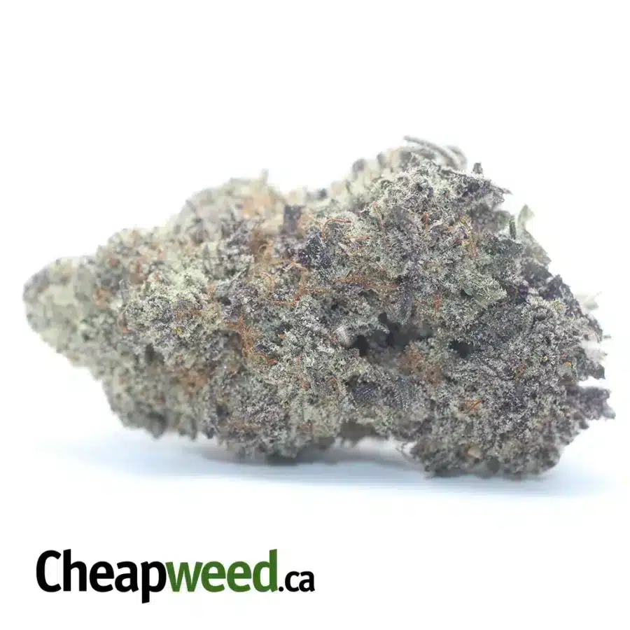 Jetfuel Gelato