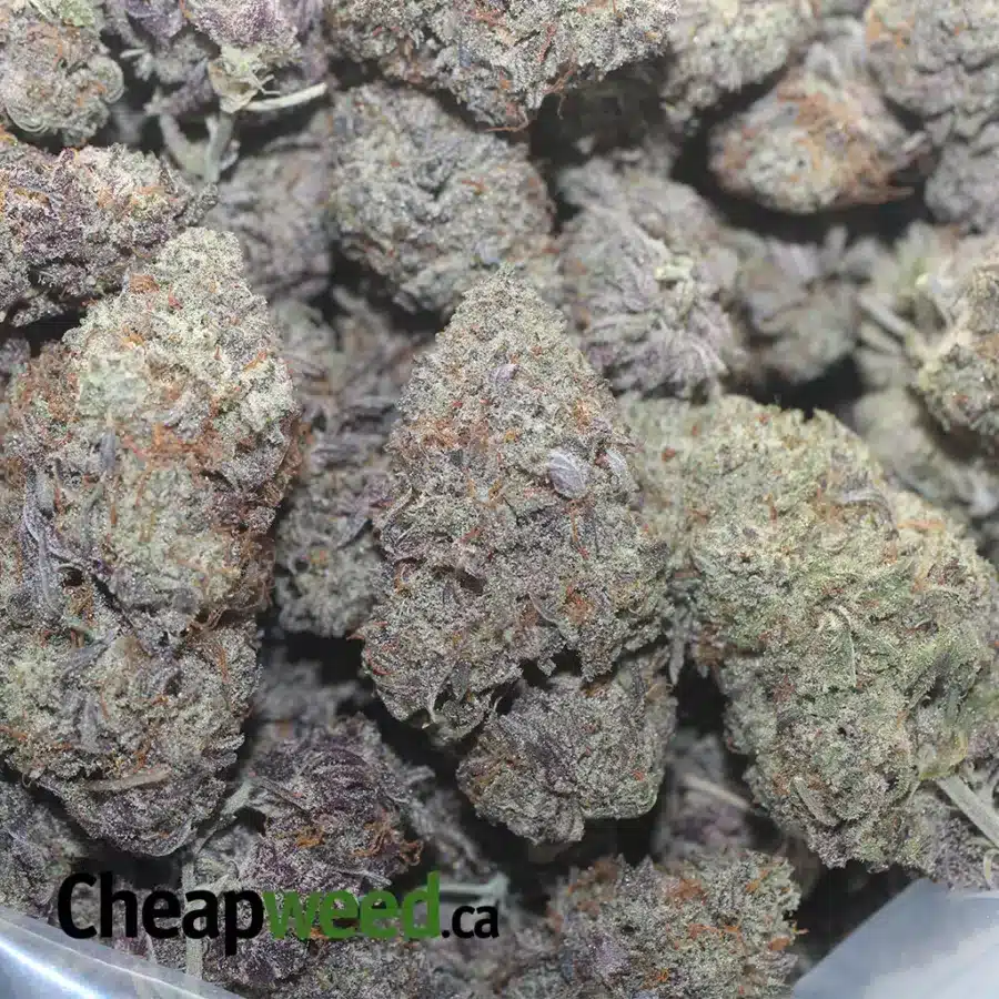 JETFUEL GELATO 3 I Jetfuel Gelato