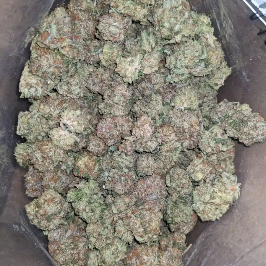 King Bubba Kush