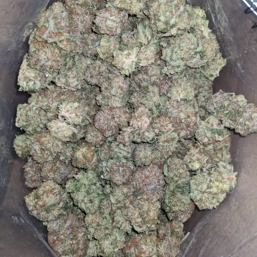 Alternative view of King Bubba Kush