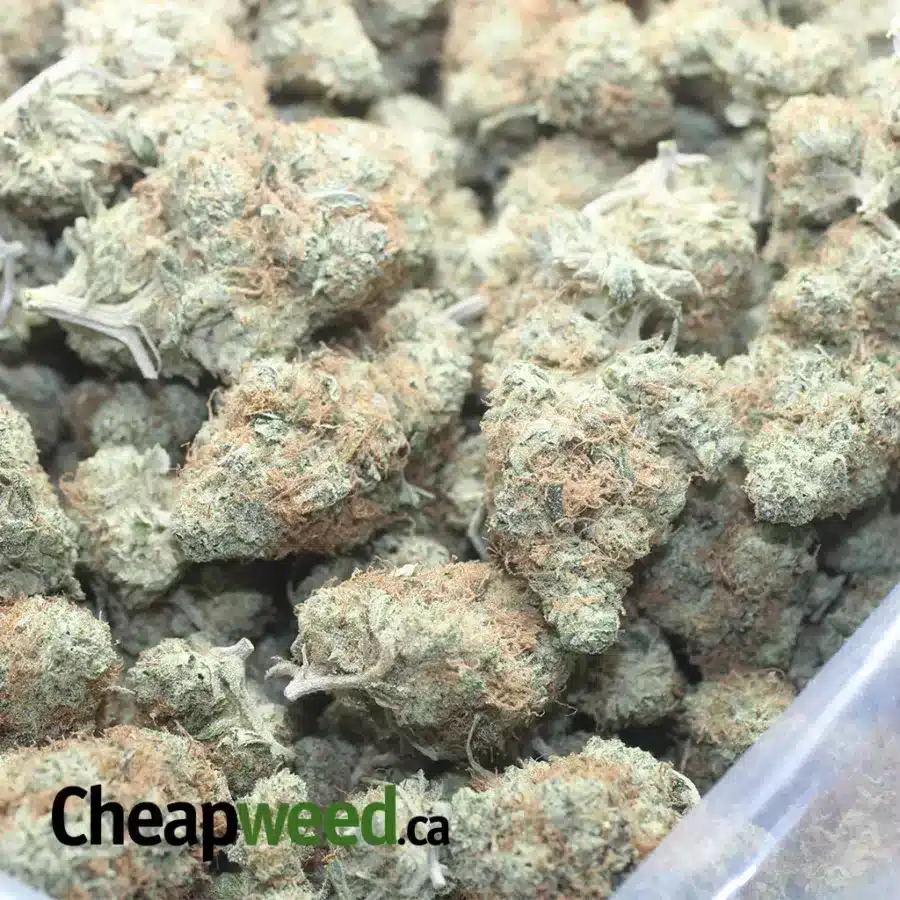 LEMON HAZE 1 I $ 49 Oz - Lemon Haze