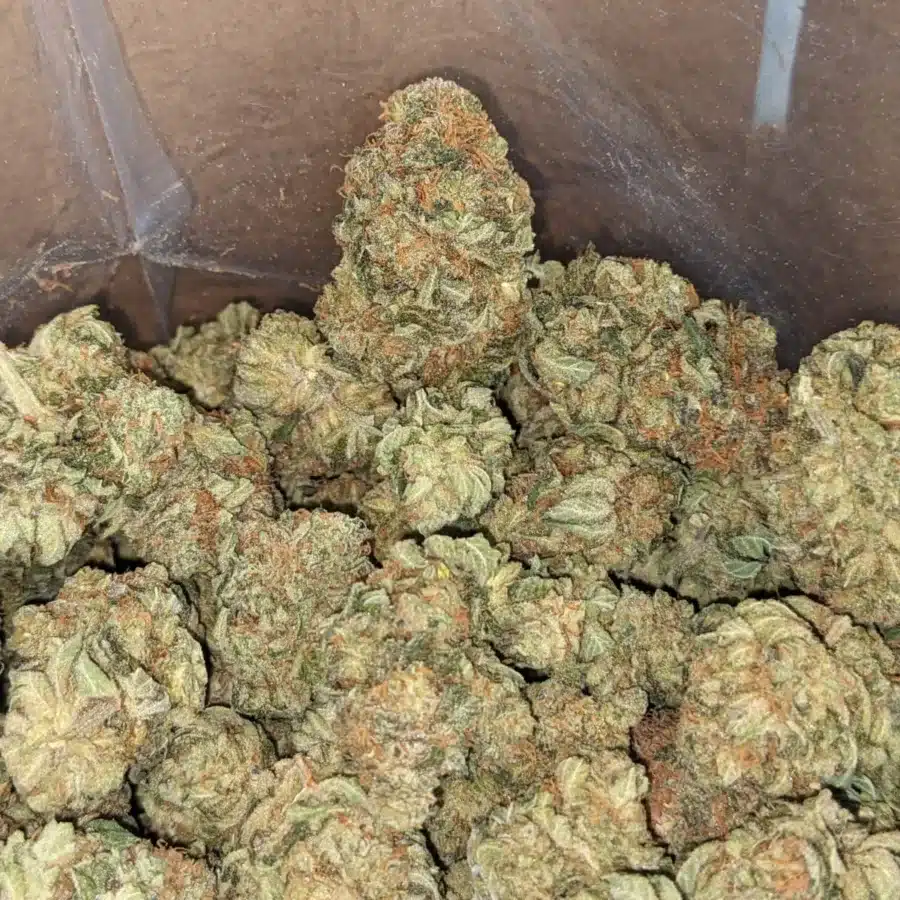 Lemon haze 2 1 I Lemon Haze