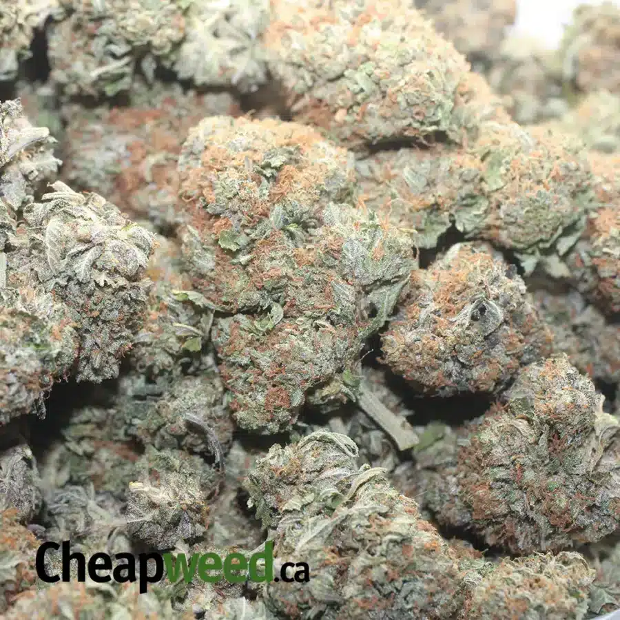 PINK GAS 1 I Pink Gas #2