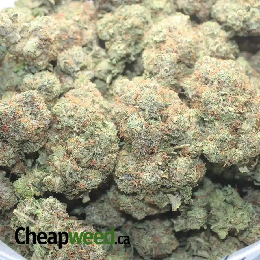 PINK STAR 1 I $85 Oz - Pink Star