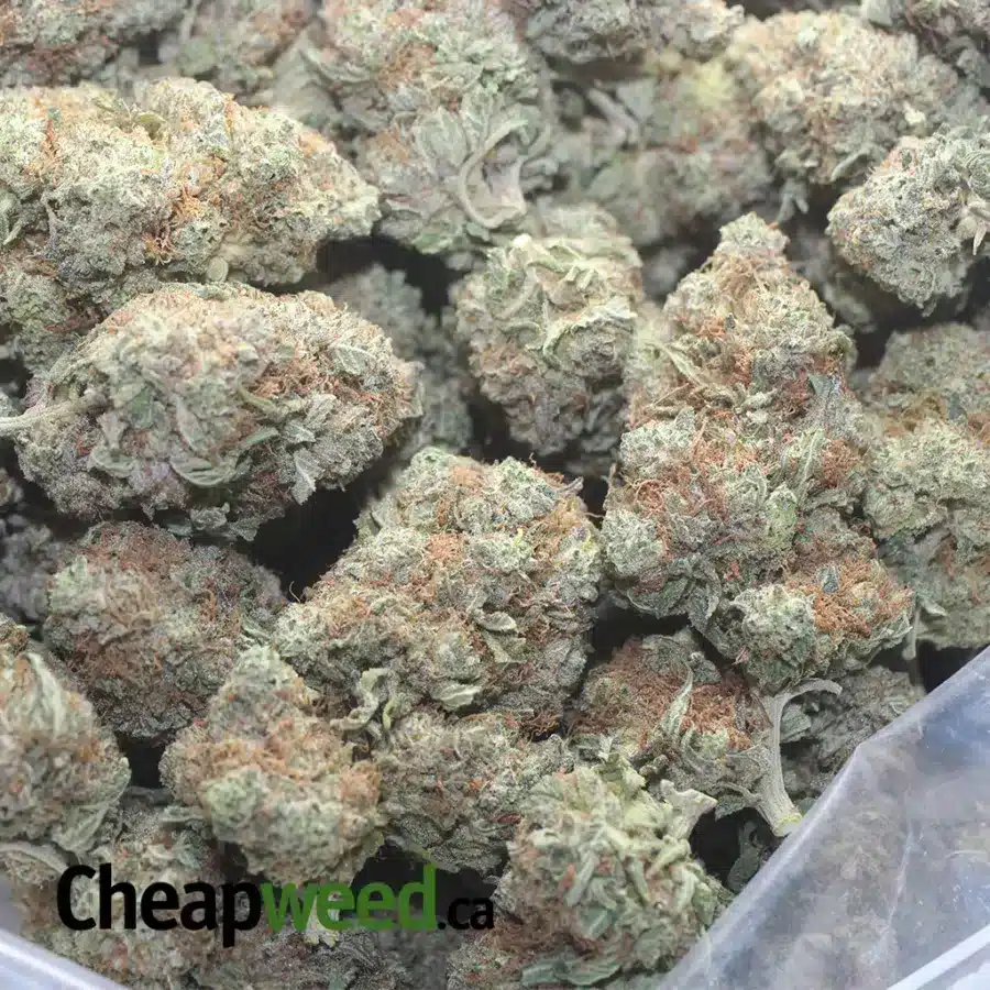 PLATNIUM HAZE 1 I Platinum Haze