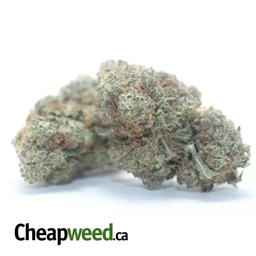 PLATNIUM HAZE 3 I Platinum Haze