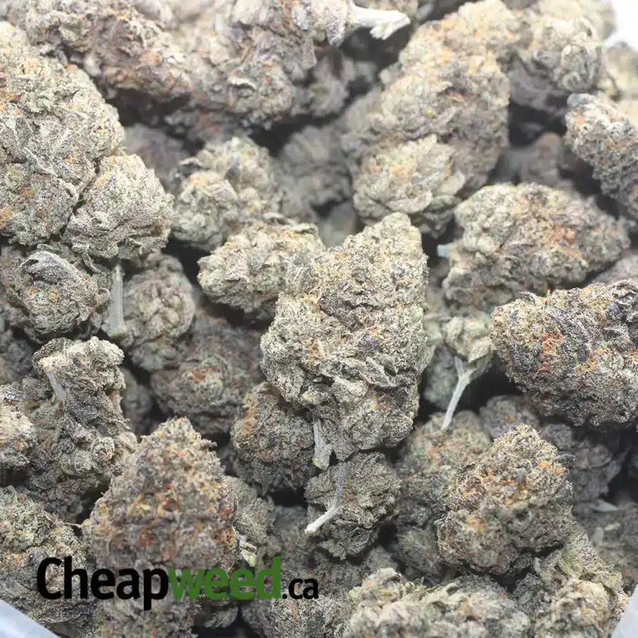 PURPLE RUNT 1 I Purple Runtz