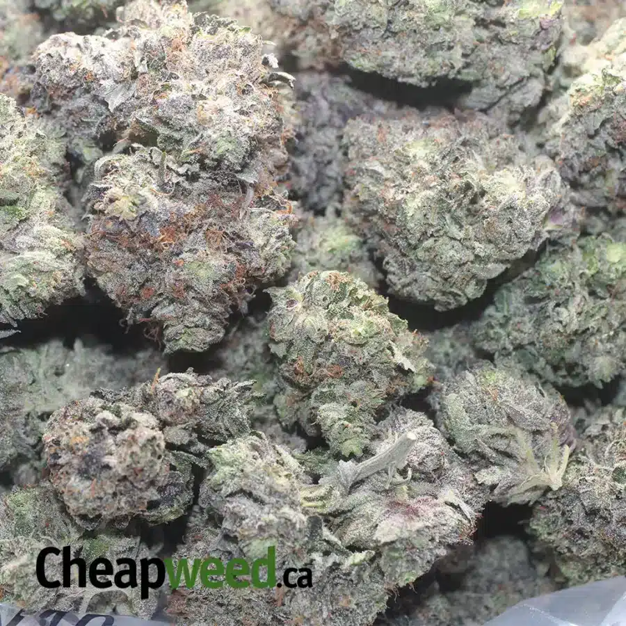PURPLE TRAINWRECK 1 I Purple Trainwreck