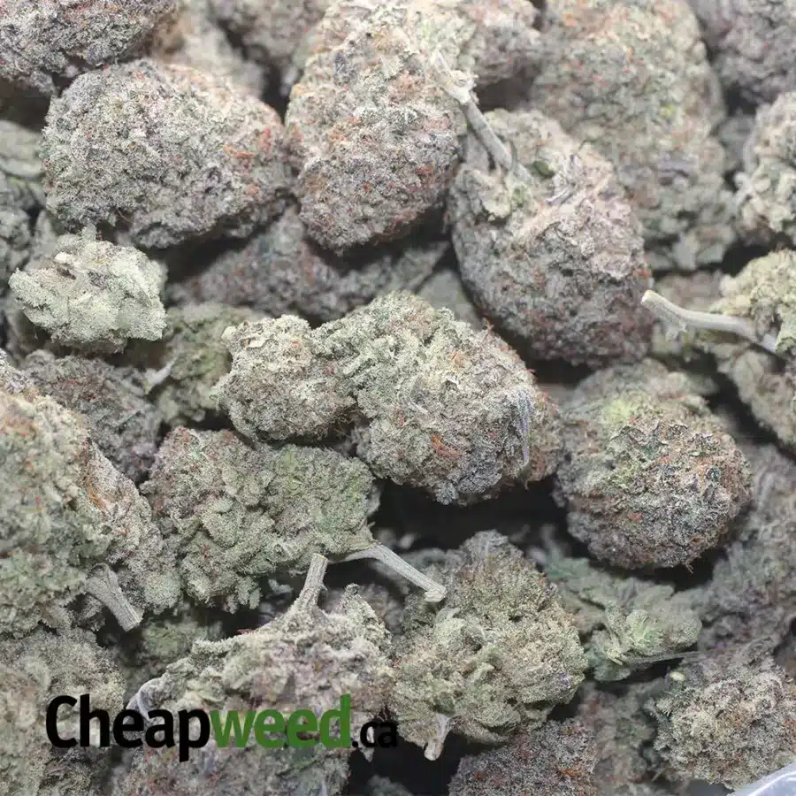 PURPLE WIDOW 1 I Purple Widow
