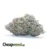 Purple Widow