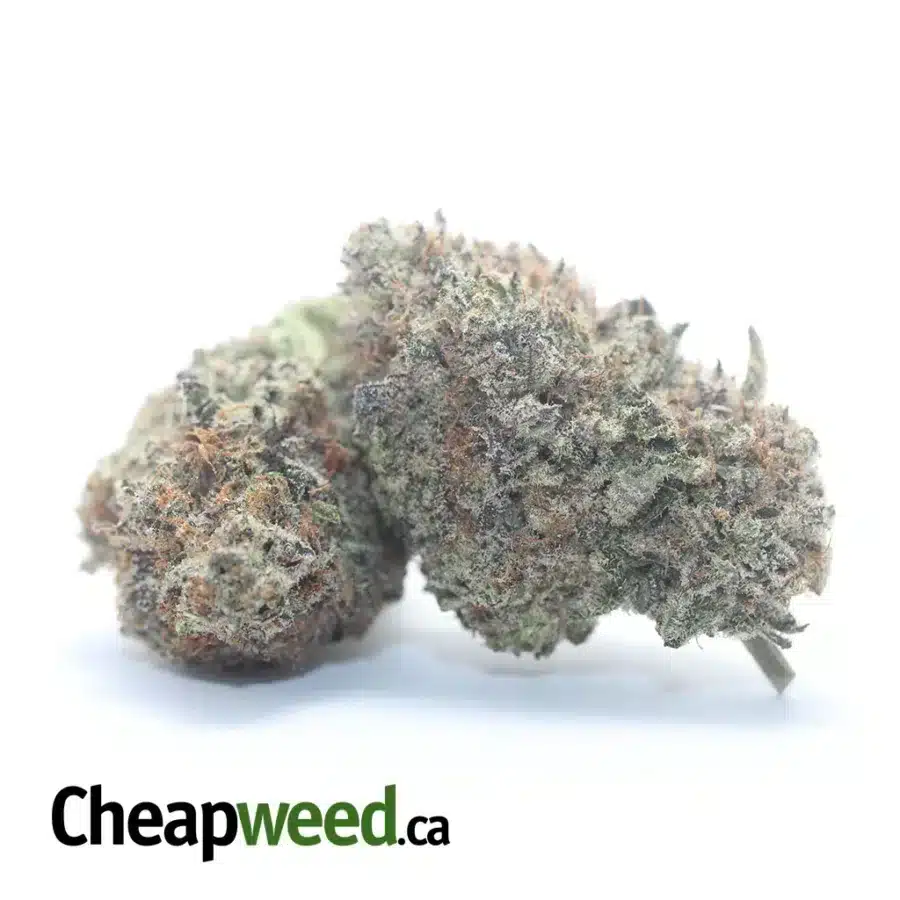 PURPLE WIDOW 3 I Purple Widow