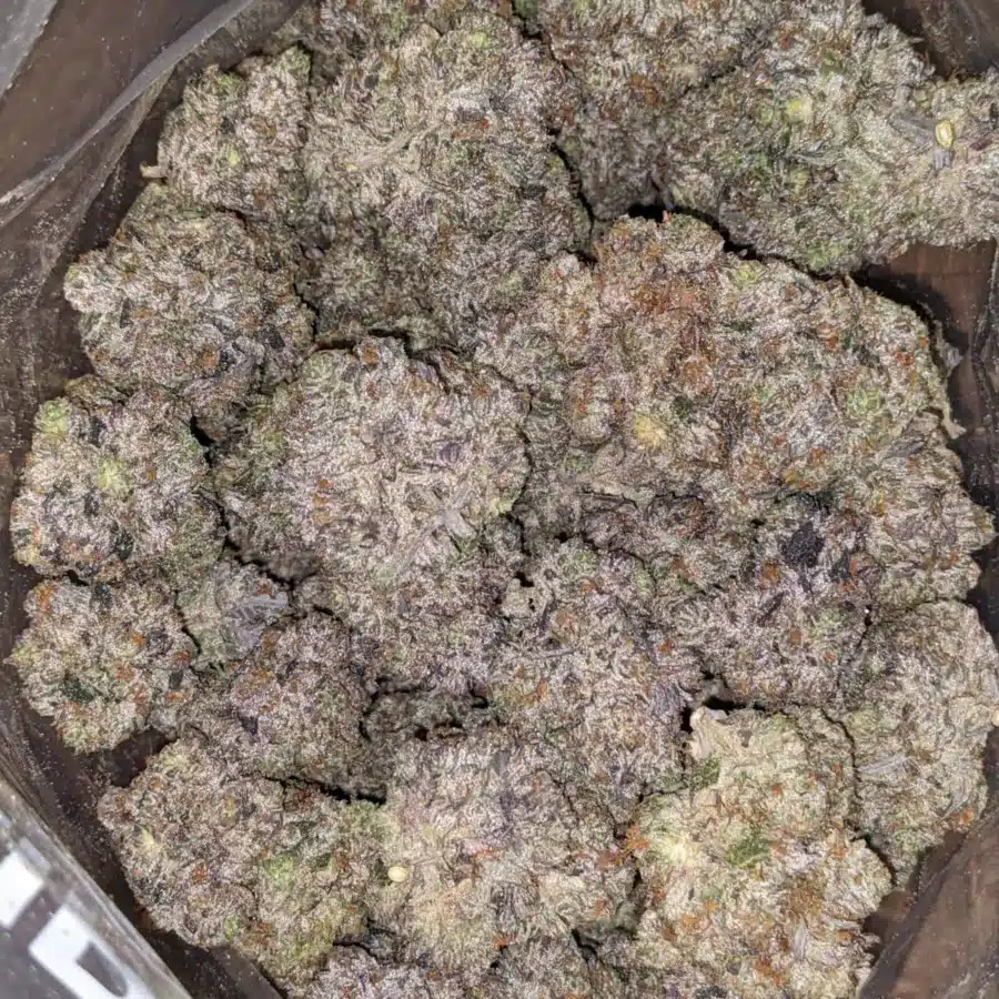 Pink Rockstar AAAA 4 I Pink Rockstar AAAA
